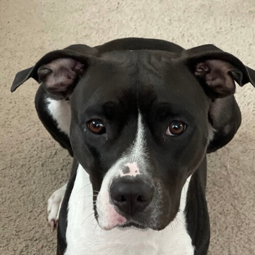 Concerned patriot father of five. Pissed about the stolen election, the locked up patriots, Jan 6, was Pelosi’s Reichsta...