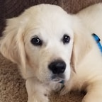 🇺🇸 Doggie_Poo 🇺🇸