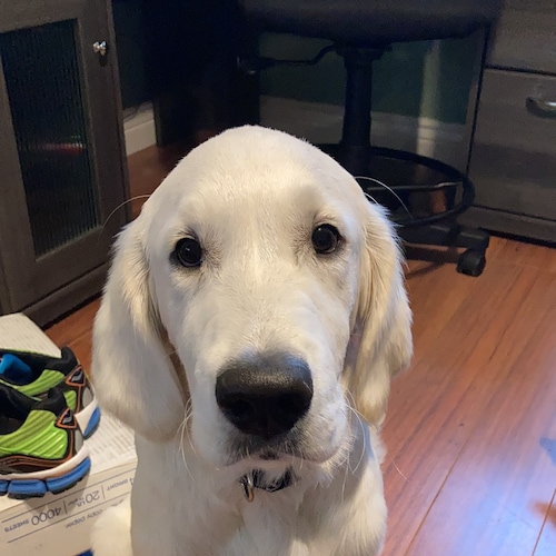 Christian | Patriot | Populist | Economic Nationalist | @WarRoom MAGA Posse 💥🇺🇸| Made in the USA | Support local busi...