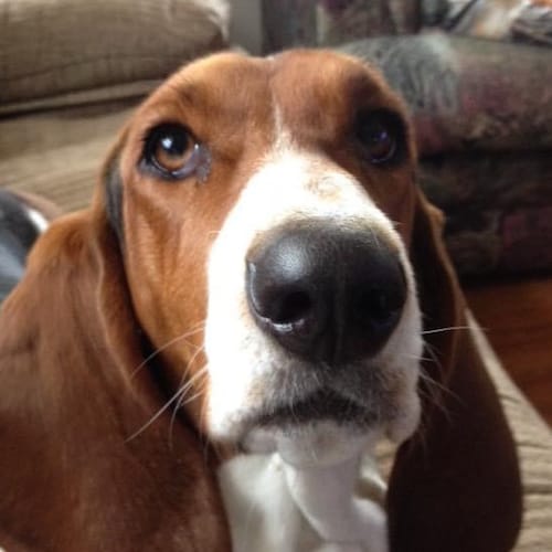 Patriot,Christian, Fishing Woman, and good with firearms. God Bless the USA🇺🇸