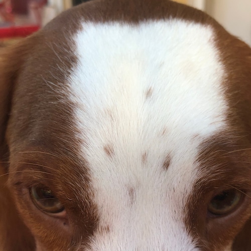 Conservative patriot. The US Constitution is the greatest document ever written.