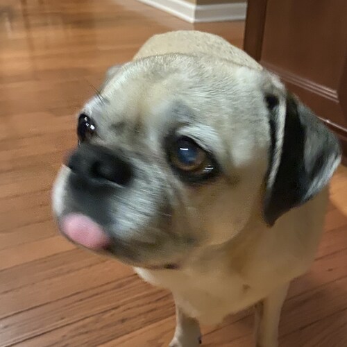 Unapologetically conservative. Grateful American. Proud Trump supporter. Mother, wife, addiction counselor.  Puggle mom.