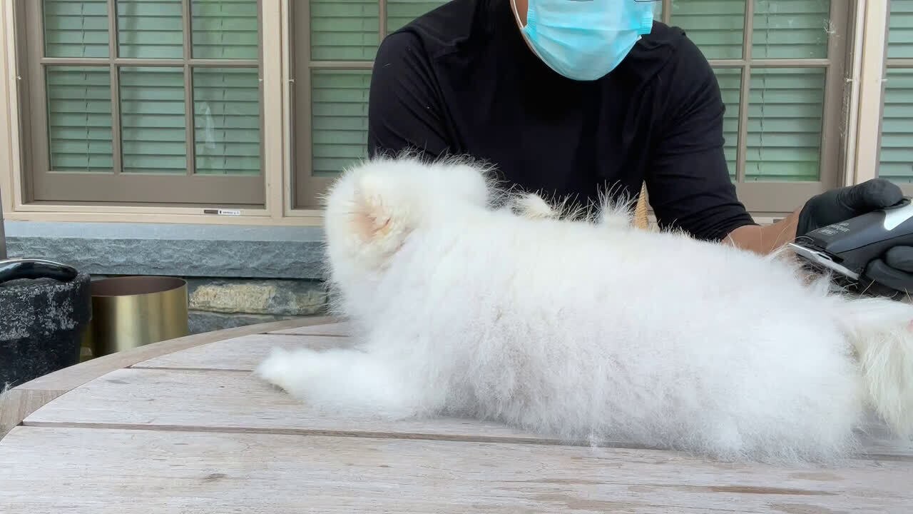 灭共灭贼容易·替SNOW理发难呢？