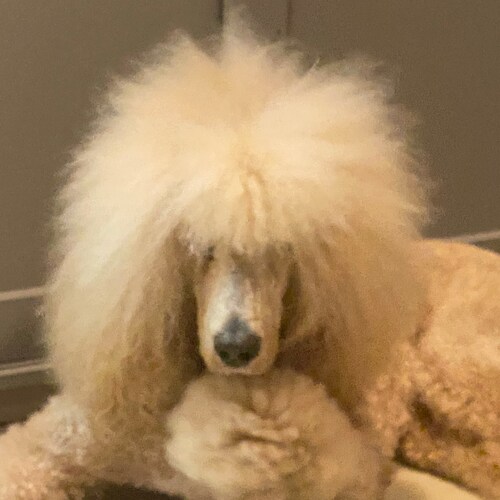 Livin’ in a Red Beach in a Blue State surrounded by Hollyweirdos and Libtards. #Trump #Doge #Elon 🇺🇸 Give me Liberty o...