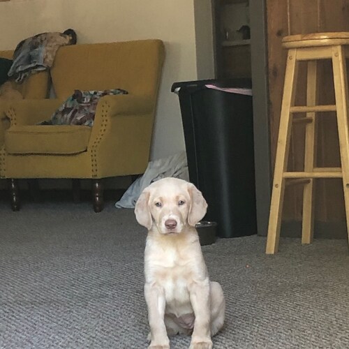 retired law enforcement who loves America