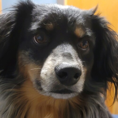 Enjoy my pets - dogs and cats. Conservative independent.
