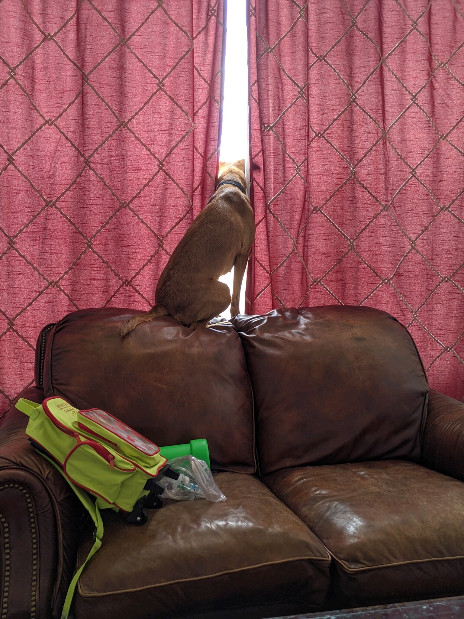 she thinks she's a cat #sadiebird