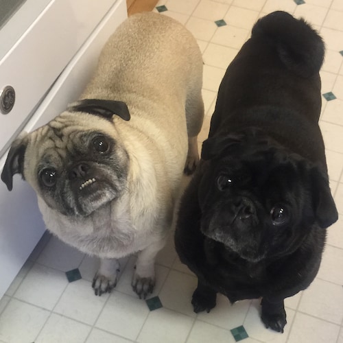 Visit deplorablebear 🙏🇺🇸❤️🇺🇸🙏's profile on GETTR. View their posts, photos, videos, and connect with them on the social platform.