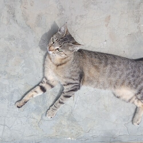 访问 Maria 在 GETTR 上的个人资料。查看他们的帖子、照片、视频，并在社交平台上与他们联系。