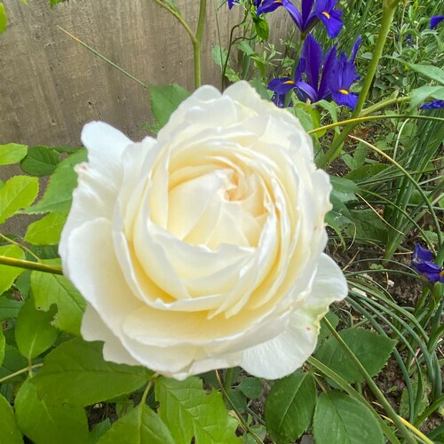 Twitter refugee. Love baking, cooking, Christmas, flowers, spinning, slow food. 21st century suffragette.