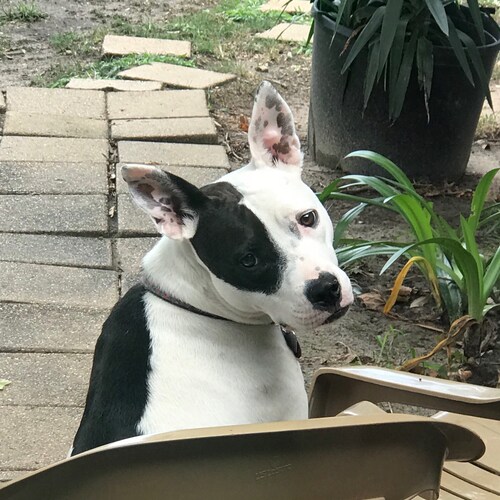 Child of the King 
Collector of and slave to dogs