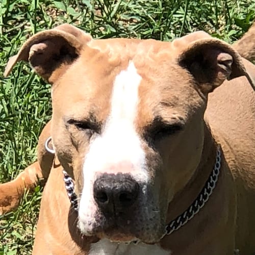 ✝️✝️✝️.  🦏 Rhino Hunter !!