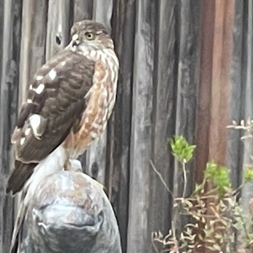 Reinstate Trump . SF Giants and Miami Dolphins fan. German shepherd lover. Proudly banned from Twitter for opinions.Impe...