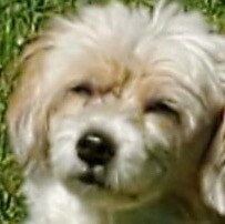 Happily married, grandma that loves America and Jesus