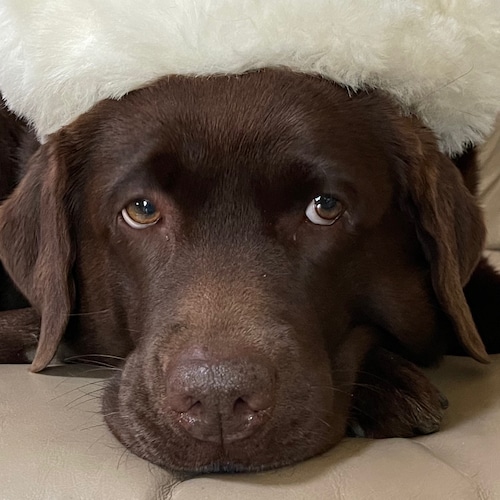 Visit Ryleigh✝️🇺🇸❤️🇮🇹🍊's profile on GETTR. View their posts, photos, videos, and connect with them on the social platform.