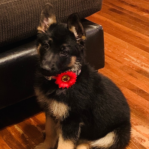 Retired RN, Veteran
Don’t let the flower fool you!
😎✝️🇺🇸👨‍👩‍👧‍👦