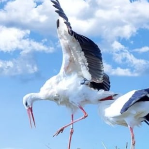 学习应用“易经”和“黄帝内经/外经/阴符经”及其气功(人体细胞养生)艾灸，遵循自然规律分析解决问题，修心养生除病益寿，造福人类！