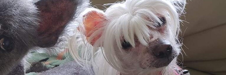 Fldogmom