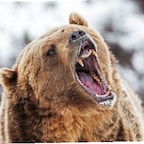 TheGrizzard