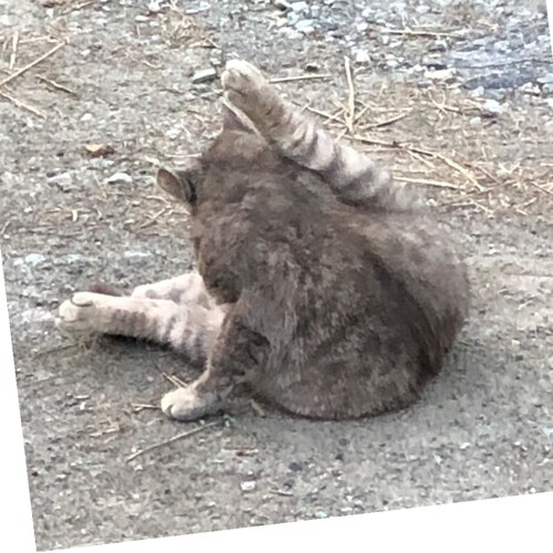 Visit 1wildberry's profile on GETTR. View their posts, photos, videos, and connect with them on the social platform.