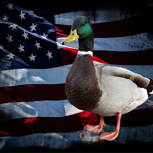 Visit Patriot Duck's profile on GETTR. View their posts, photos, videos, and connect with them on the social platform.
