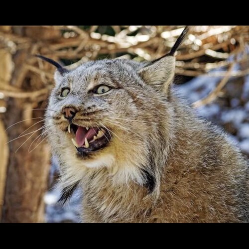 Visit 山猫's profile on GETTR. View their posts, photos, videos, and connect with them on the social platform.