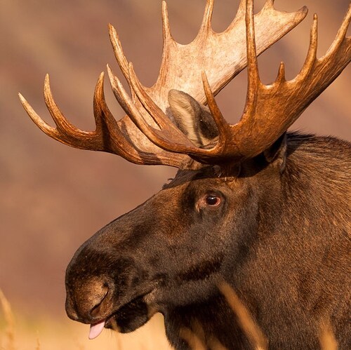 Christian, Conservative,