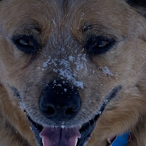 Alaskan Patriot ❤️⭐️🇺🇸
#savethechildren
#justiceforchriscornell
#wethepeople
#thegreatawakening