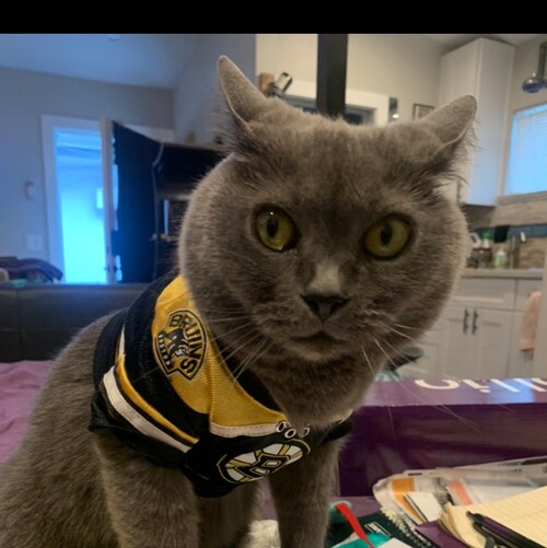 Everday American, identifies as MAGA. Would make a terrible pet. 
# include &lt;AmericaFirst&gt;