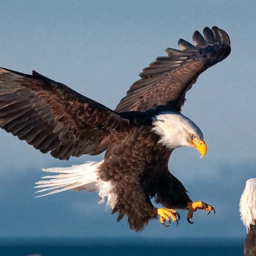 MAGA American