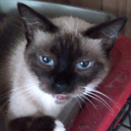 American Patriot! TrumpWon!