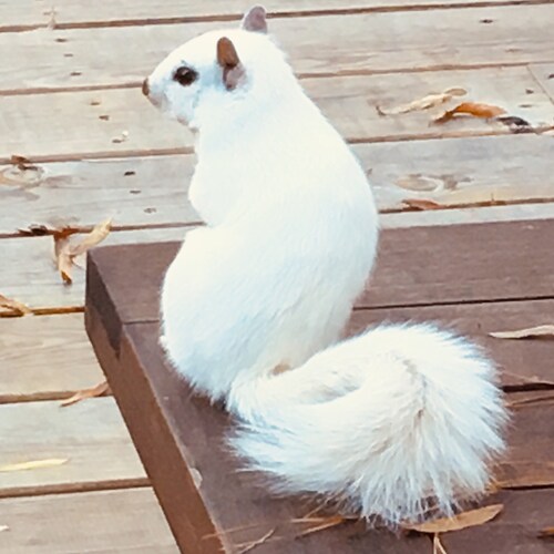 Visit brucegibbens1 🍊's profile on GETTR. View their posts, photos, videos, and connect with them on the social platform.