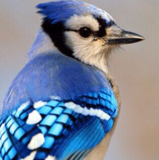 #Whistleblowermovement 
#TheNewFederalStateOfChina
#followMilesGuo 
#TakeDownTheCCP