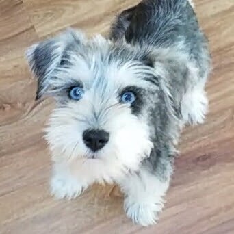 Dog Mom 🐾 / America First / Support Our Military & Veterans / Back The Blue / Conservative Patriot 🇺🇸