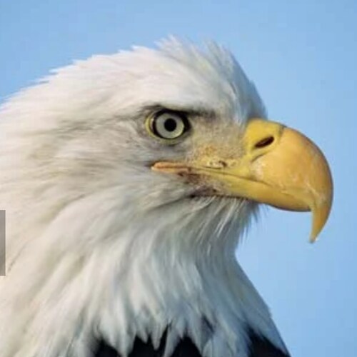 Love Trump. Love my country.