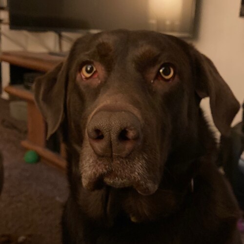 Trump won  stolen election fuck Joe Biden build the wall