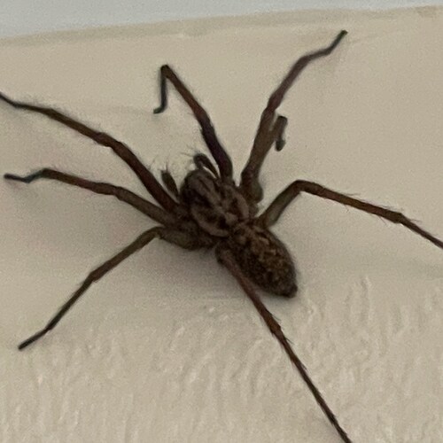 like to believe and disbelieve