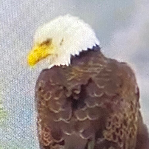 America First Constitutionalist. The Administrative State must go. Fight the Swamp. Secure the vote.