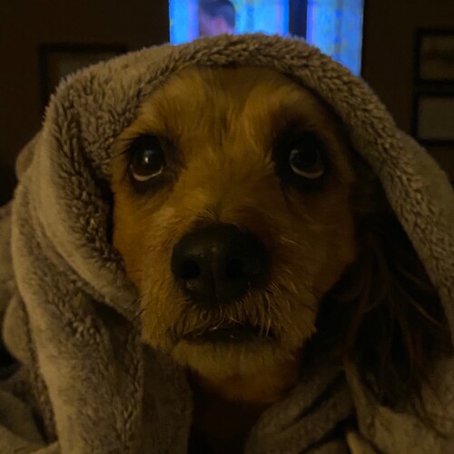 Texas girl; Christian; Patriot; Dog Lover; Truth Seeker