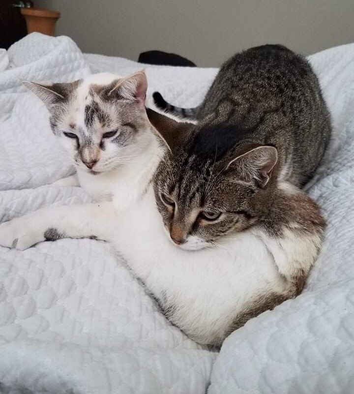 My kitties keeping warm today.