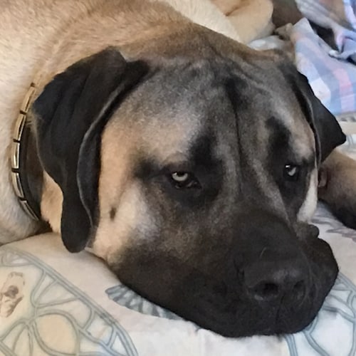 Navy Vet, Trump supporter, 2A advocate. I love America and want it back. All I want is your honest opinion. I am not loo...