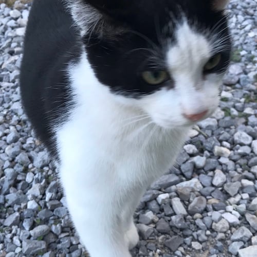 patriot
anti woke
anti perv
anti democrat