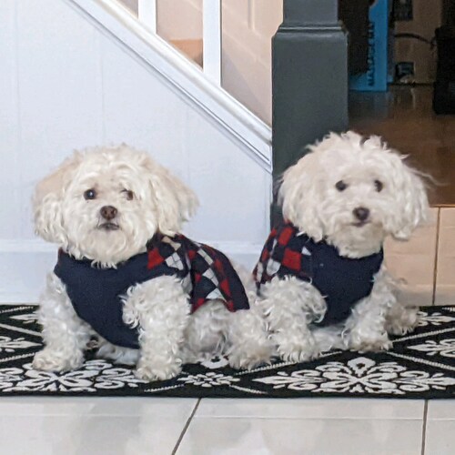 Eye doc, father,  husband, former Coton dad  and metal head. Truth, logic and common sense.