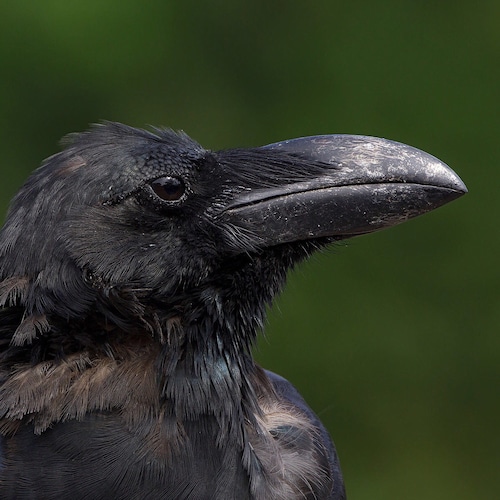 WE NEED ONLY CONSUMPTION TAXES
 The government is NOT entitled to any part of our payroll. 
2000 Mules…..Never Forget & ...