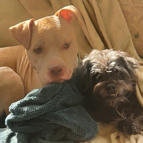 No Filters
🇺🇲USA PATRIOT🇺🇲
💪Mind Body Soul   
  Common Sense 
Never Ever Comply!
🐕‍🦺Animal Advocate
 Trust No one...