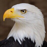 I do not support The World Order nor do I want the (CCP) in the U.S.. I honor the U.S. Constitution and value Freedom an...