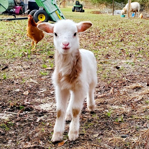 Christian, Constitutionalist, Wife, Mother, Grandmother, Retired, Hobby Farmer. Emanuel County,  Georgia