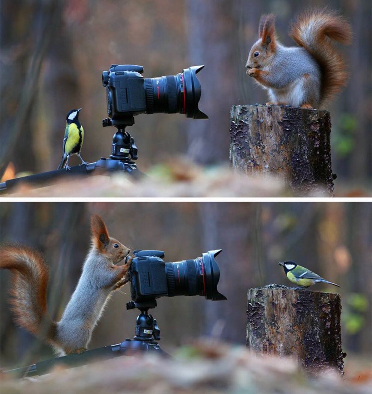 忠言一定要说给值得的人听，
听的人本身一定要是贤明的。
忠言不会让一个人变得贤明，
只有贤明的人才能汲取忠言。

如未能遵循，
或浪费生命，
或招来忌恨，
或两者同时。
