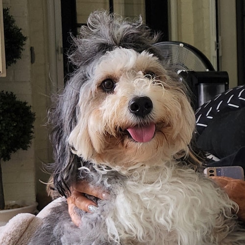 GOD, Loving Husband, Father, Grandfather, Patriot #MAGA, TRUMP WON!
No DMs or I will block you!