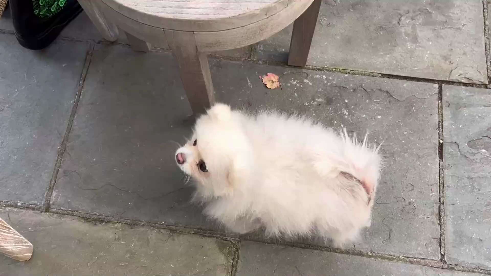 2022.10.30 尊敬的战友们好…….七哥和战友们分享七嫂包的包子出锅啦…….